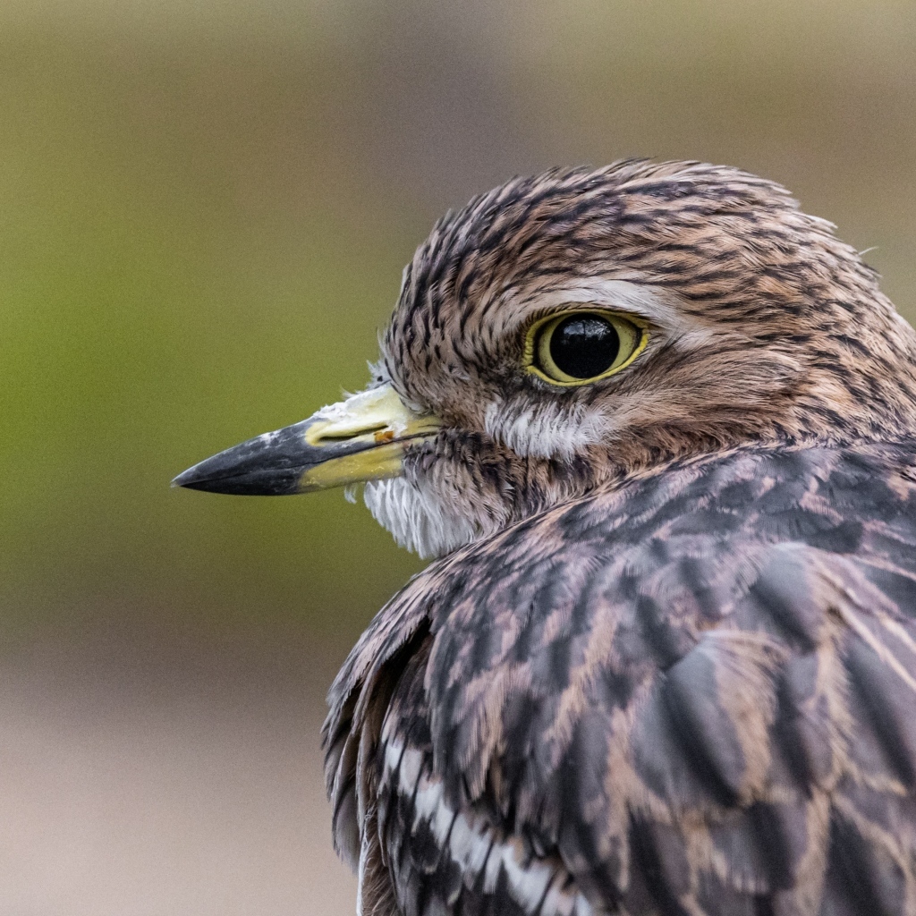 Птица с острым коротким клювом