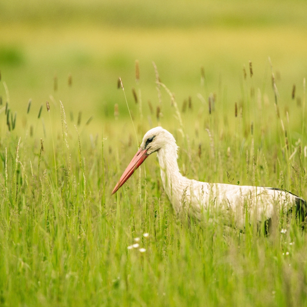 Большой аист охотится в траве