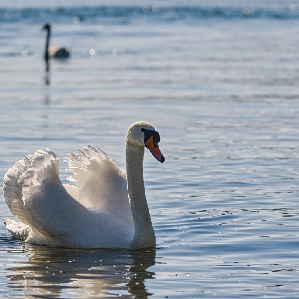 Большой белый лебедь плавает в воде