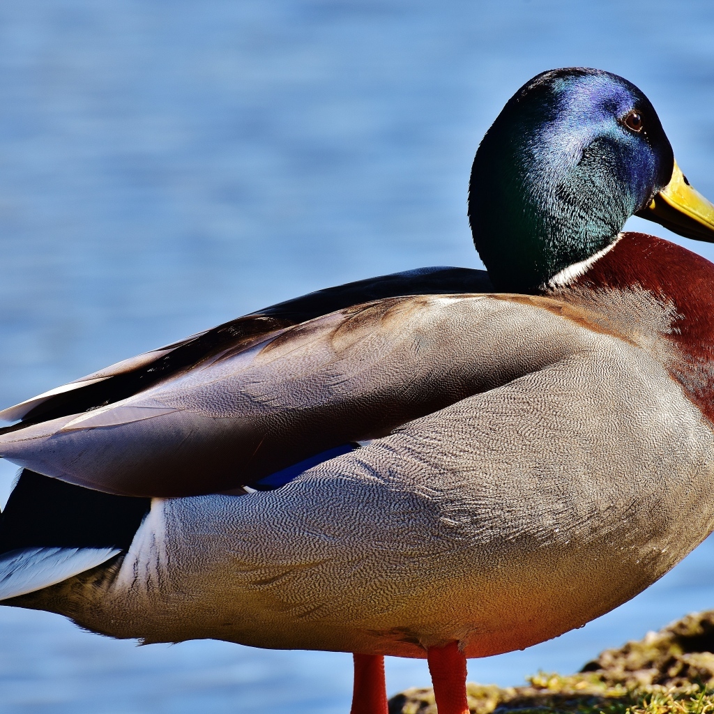 Большой дикий селезень у пруда