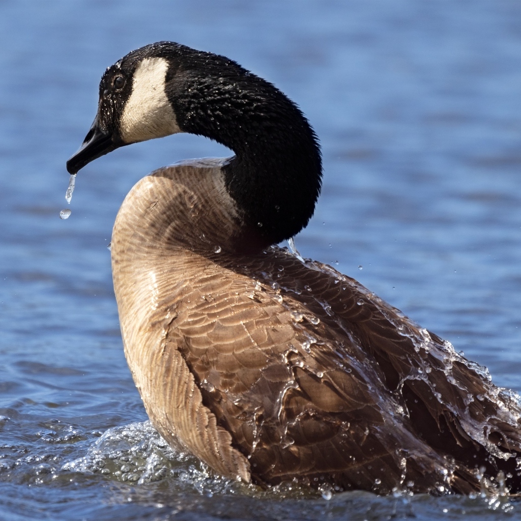 Большой дикий гусь купается в озере