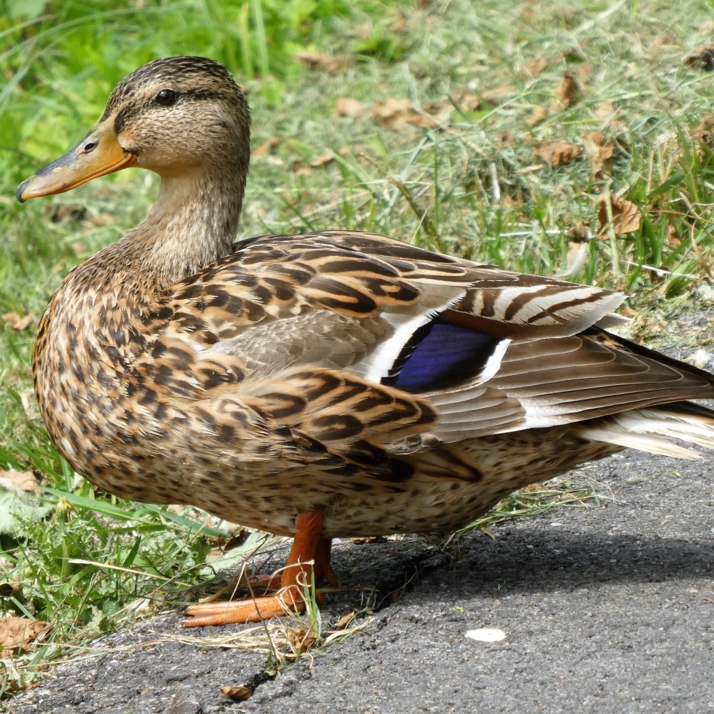 Большая дикая серая утка у травы