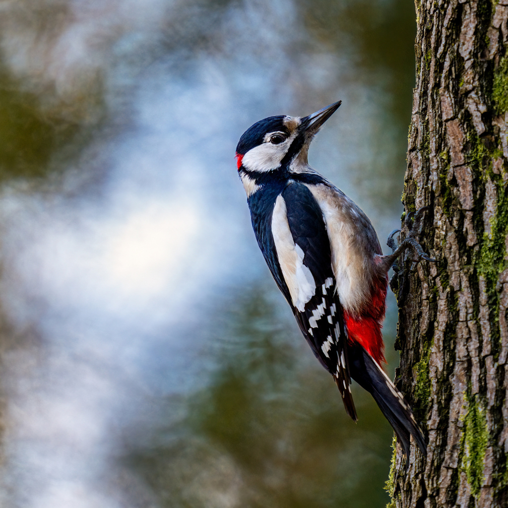 Большой дятел сидит на дереве