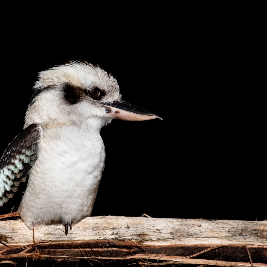 Птица Смеющаяся кукабара сидит на ветке