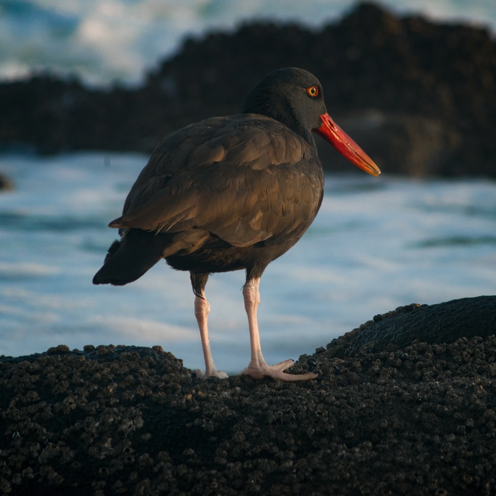 Птица черноватый кулик стоит у воды