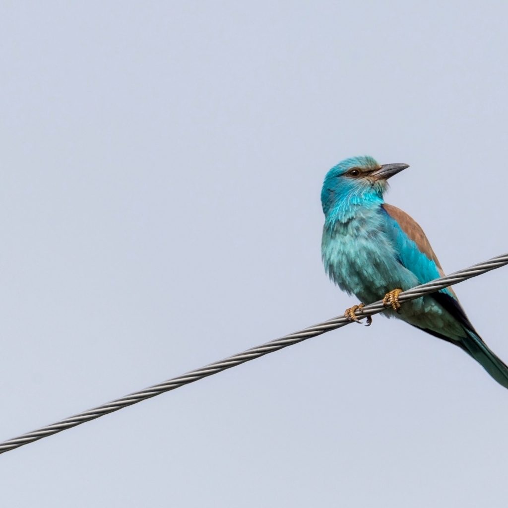 Птица европейский роллер сидит на проводе 