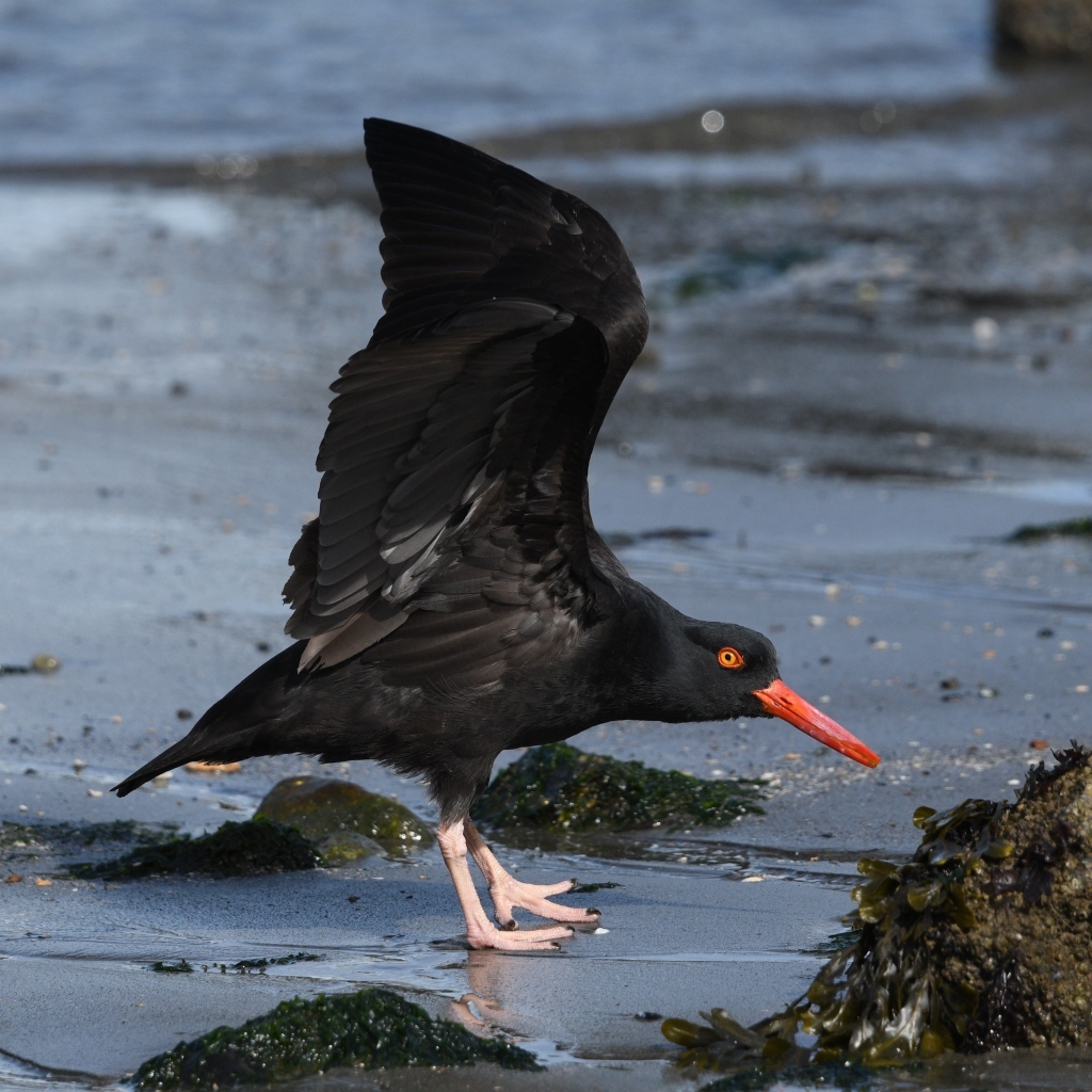 Черная птица с красным клювом на песке у моря