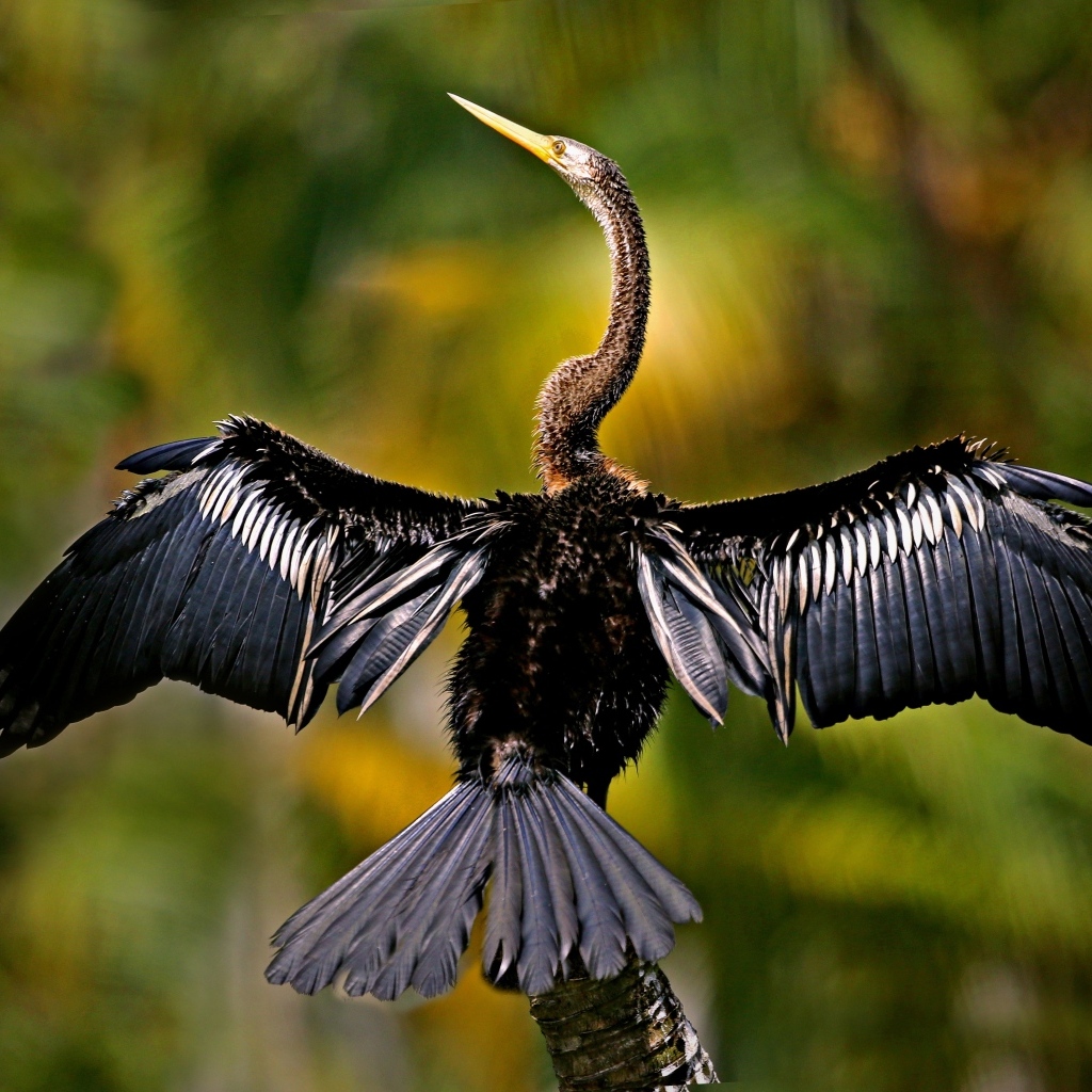 Черный баклан расправил крылья