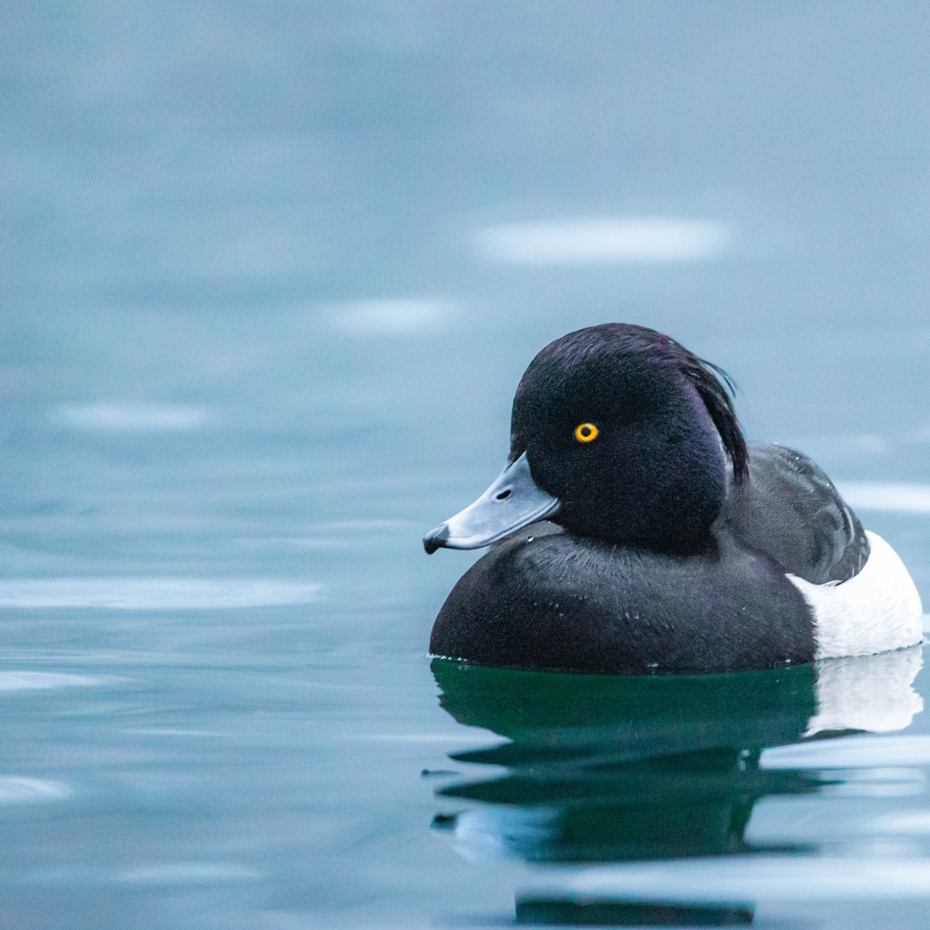 Черная утка плавает в воде