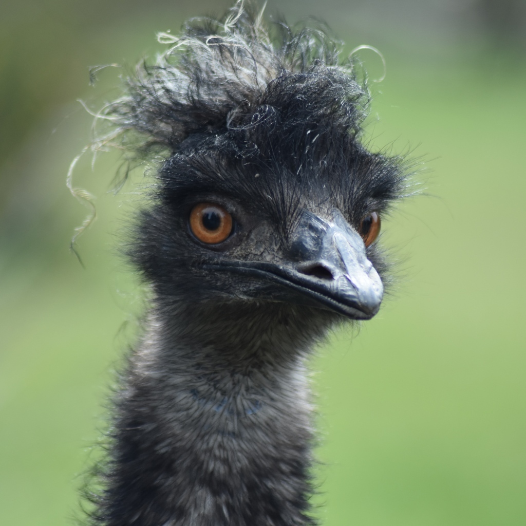 Голова черного страуса эму