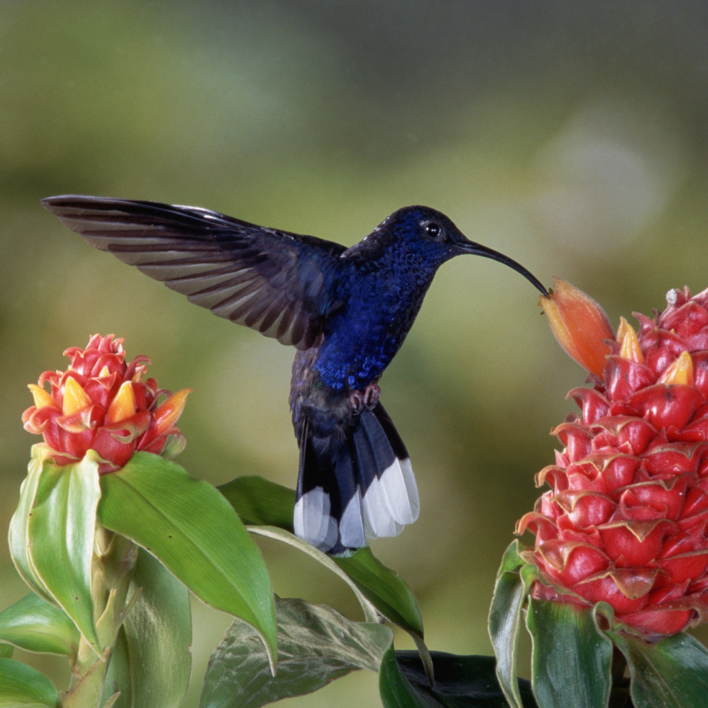Черная птица колибри над красным цветком