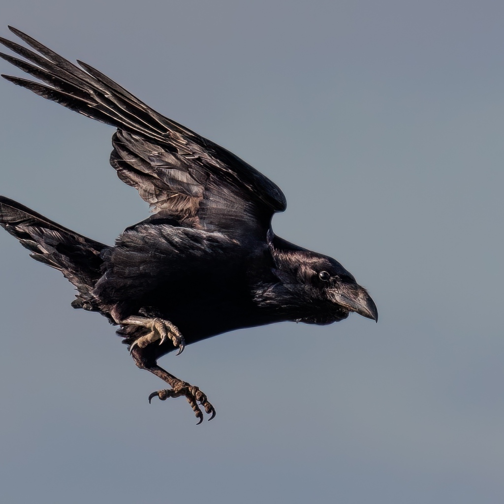 Черный ворон летит в небе