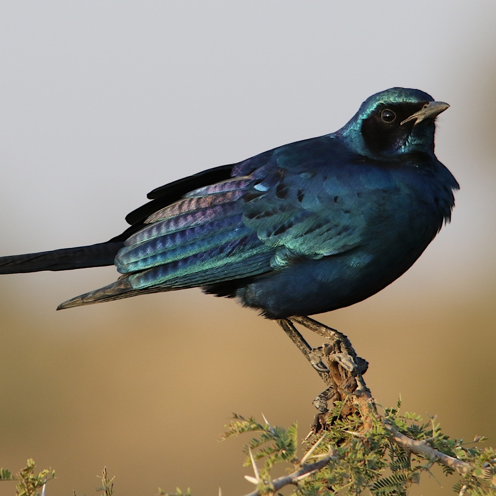 Черный скворец сидит на ветке