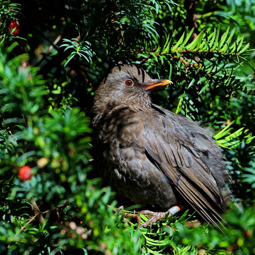 Черный обыкновенный дрозд в ветках