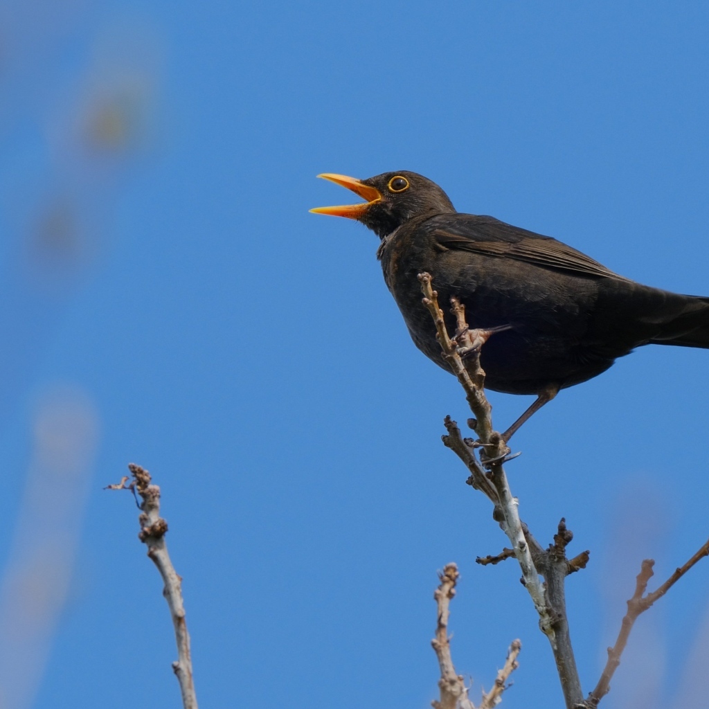 Черный дрозд поет на ветке дерева
