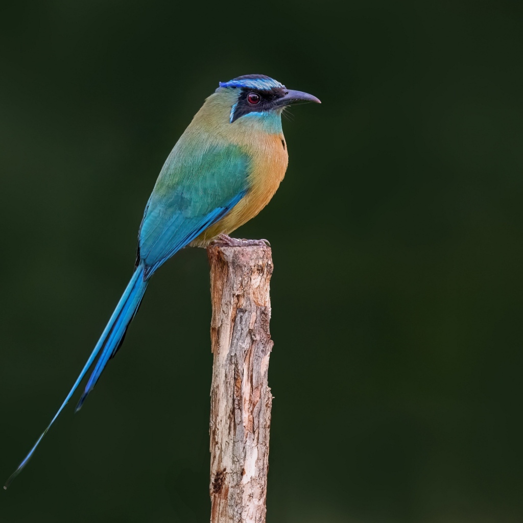 Синешапочный момот крупным планом