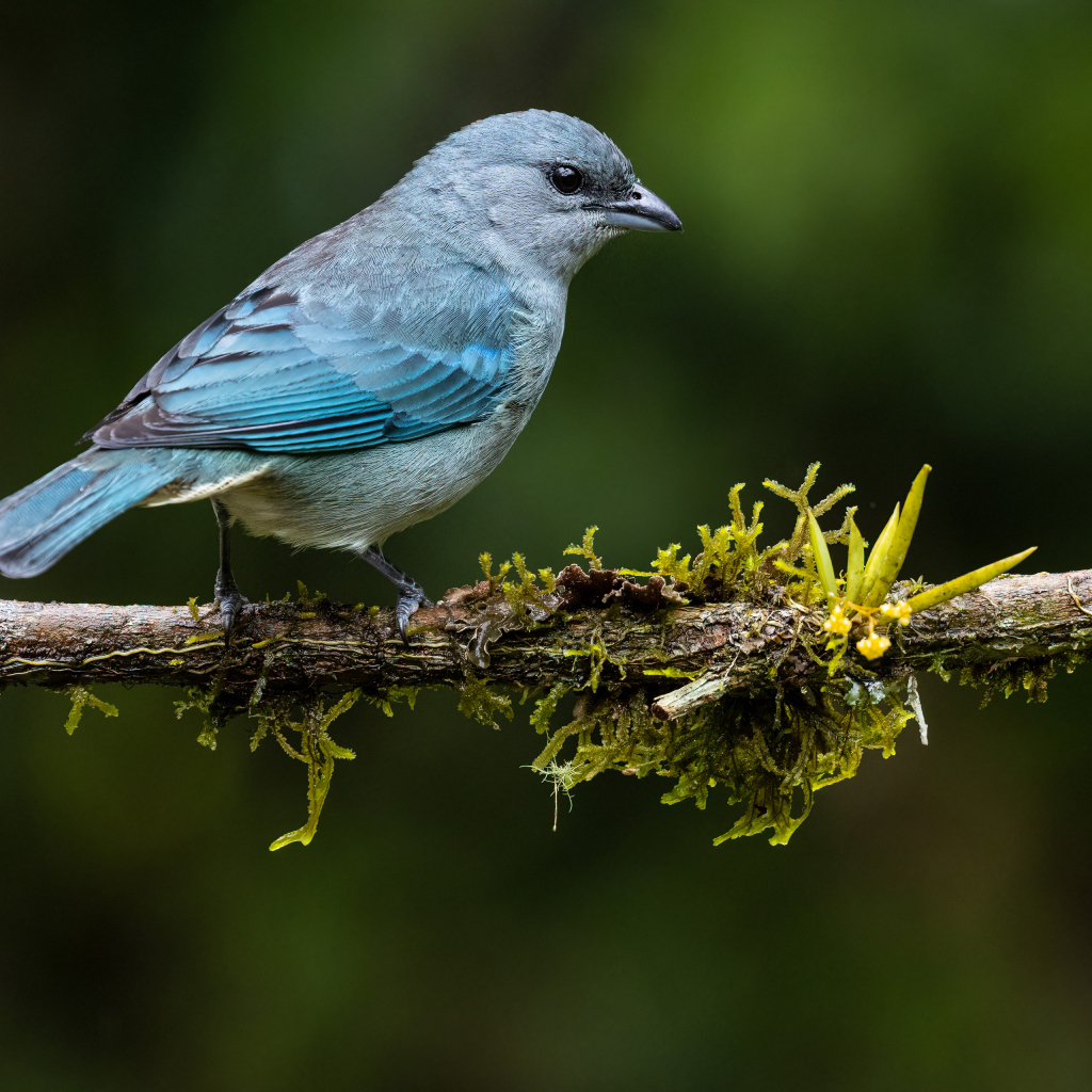 Синеплечий траупис сидит на ветке