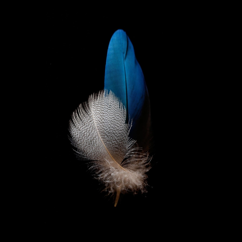 Голубое и белое перо на черном фоне