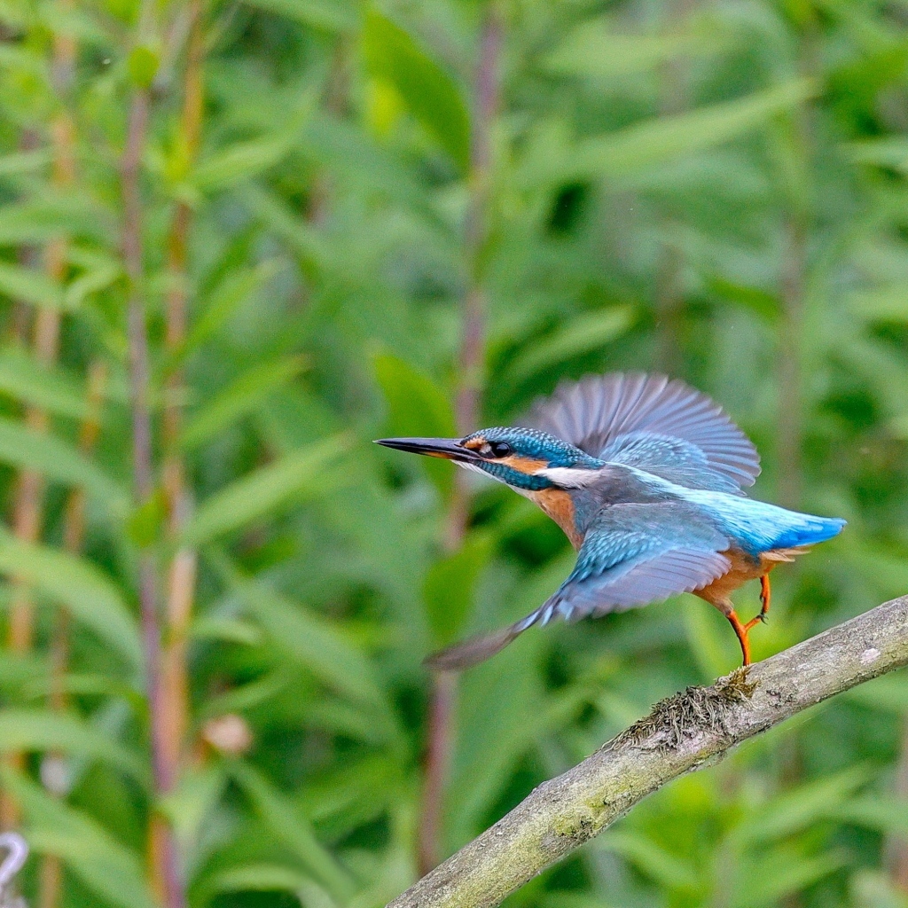 Голубая птица зимородок взлетает с ветки