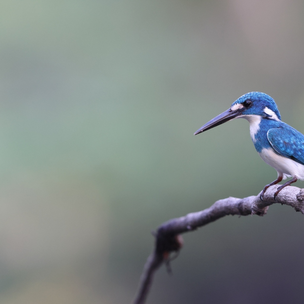 Голубая птица зимородок с острым клювом на ветке