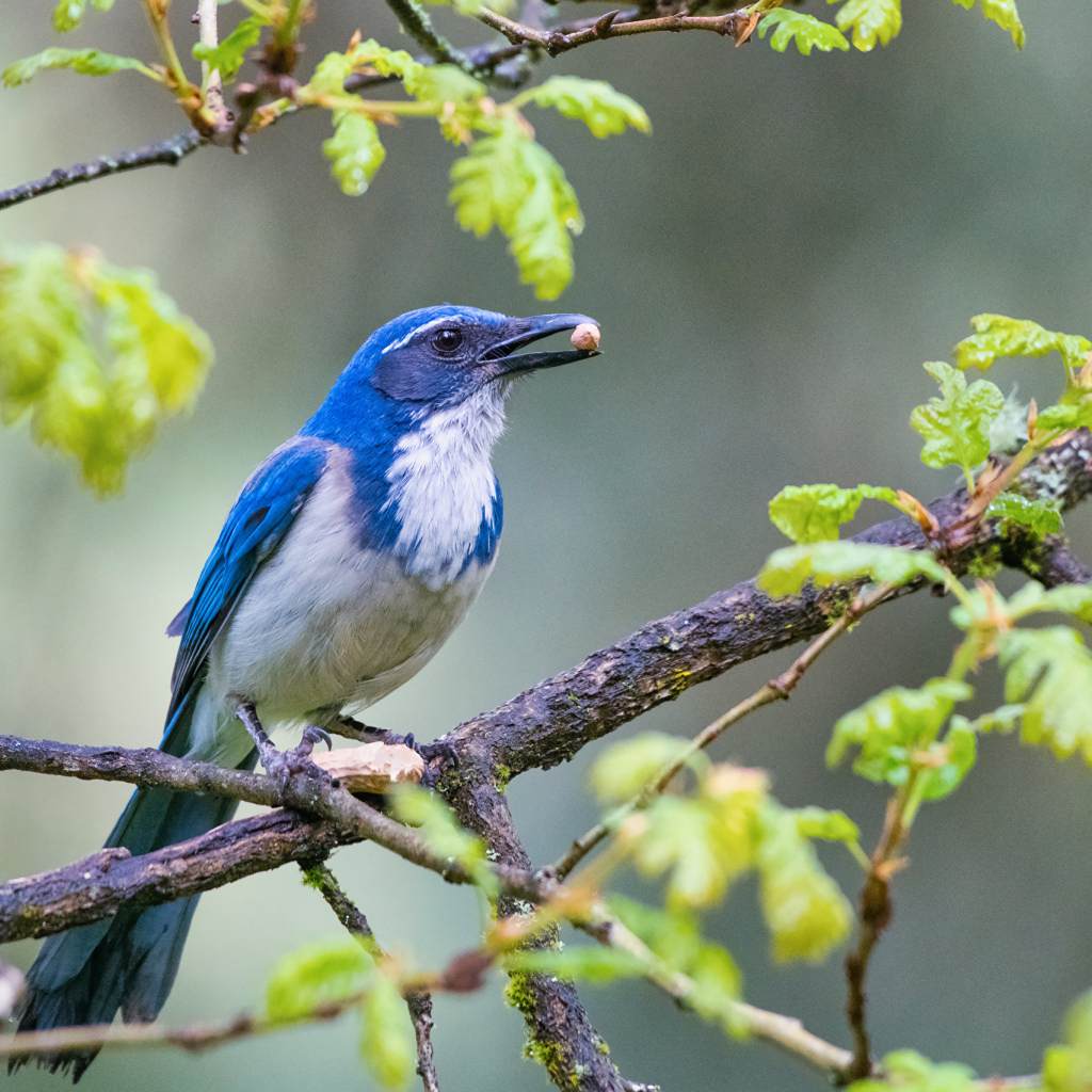 Голубая сойка сидит на ветке дерева