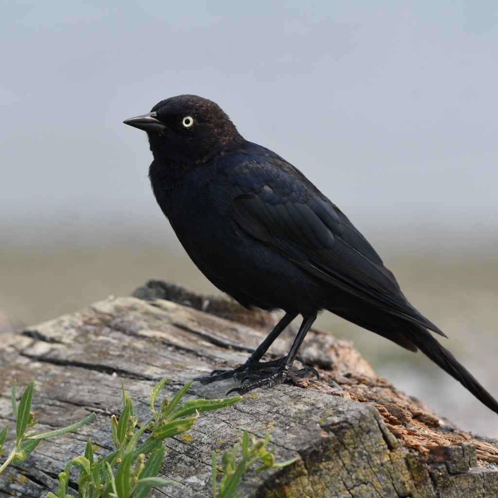 Блестящий малый трупиал