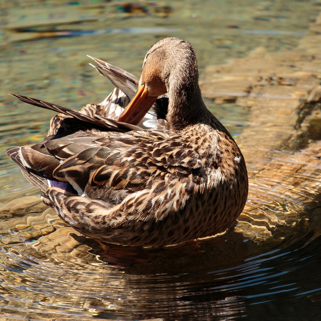 Коричневая утка чистит перья в воде