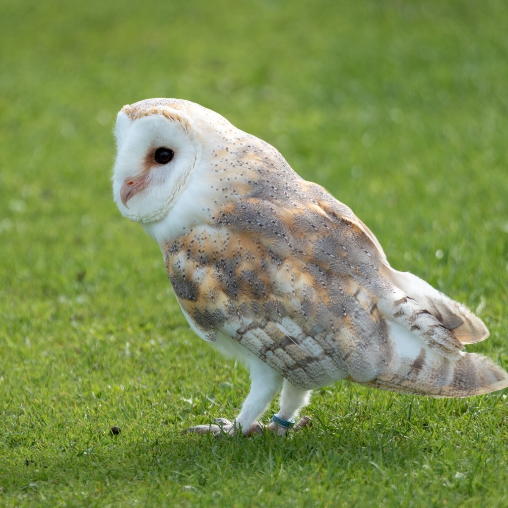 Коричневая сова на зеленой траве