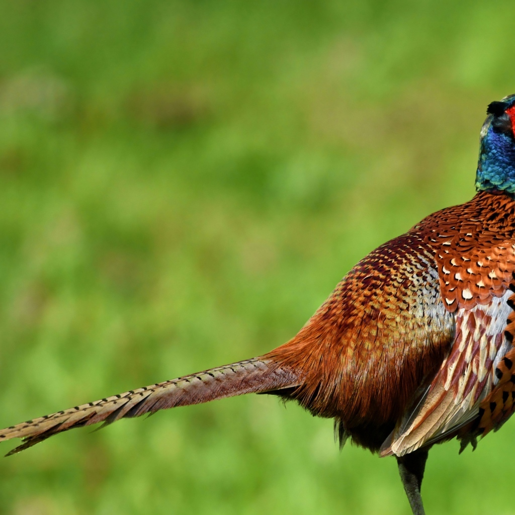 Коричневый фазан крупным планом