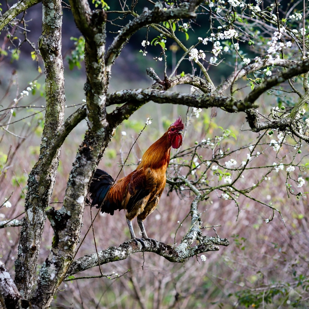 Коричневый петух сидит на ветке дерева