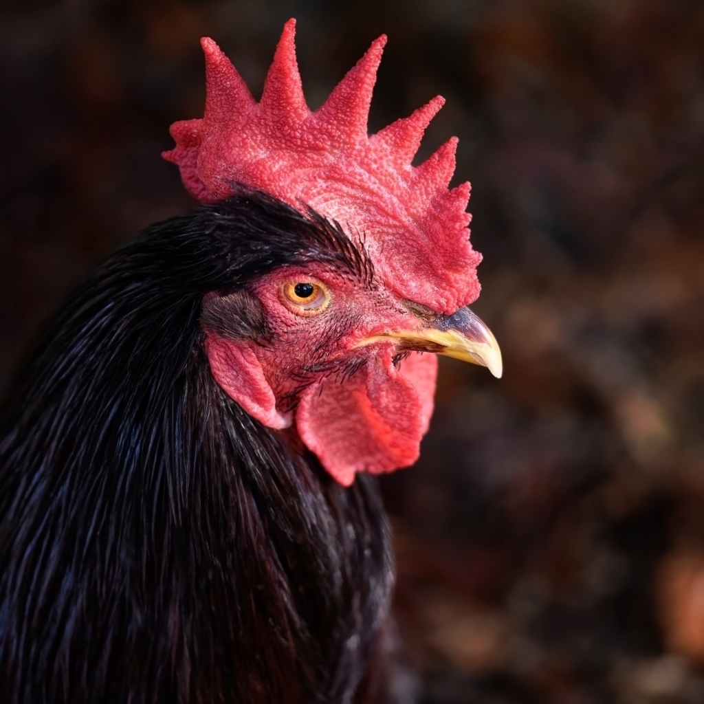 Коричневый петух с красным гребнем