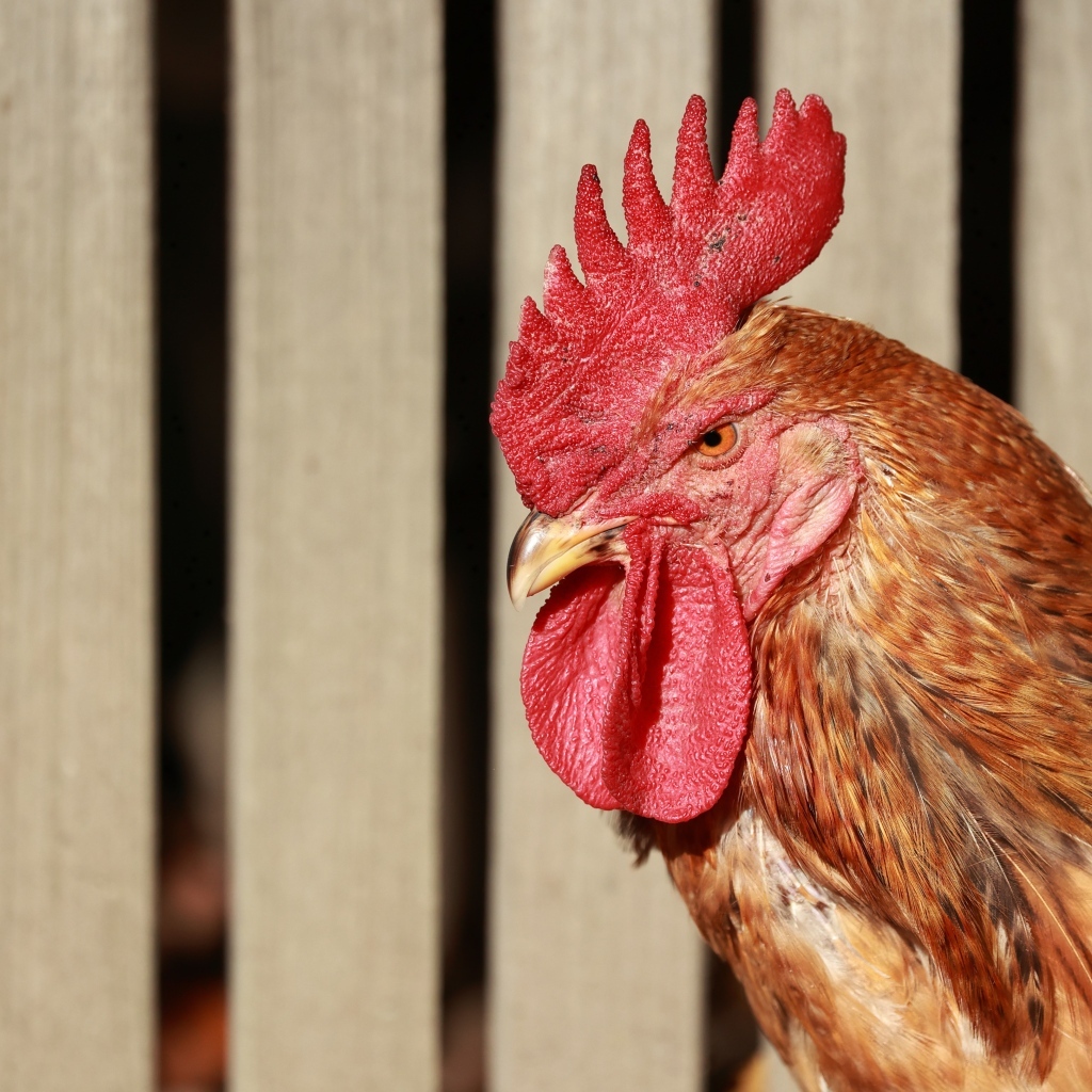 Коричневый петух с красным гребнем