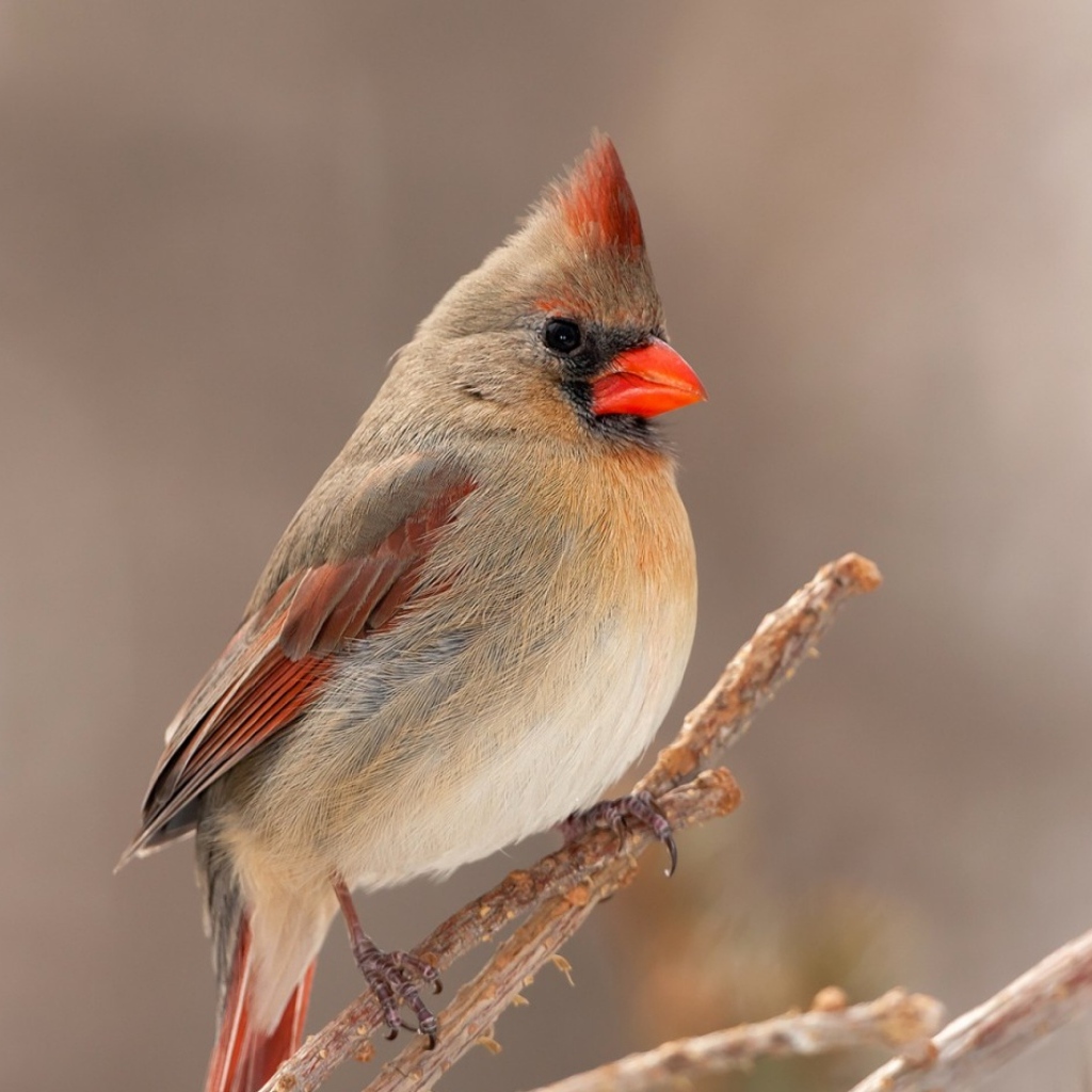 Птица кардинал сидит на ветке дерева