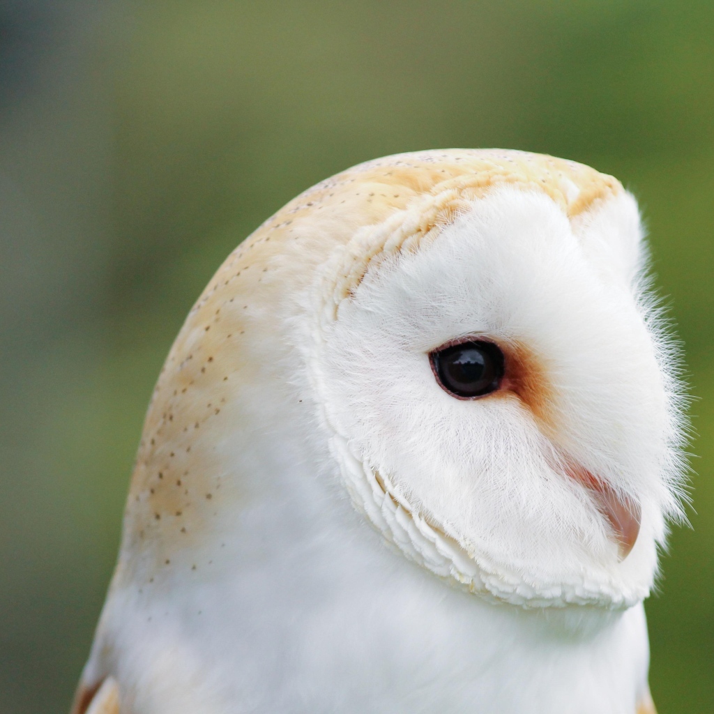 Милая обыкновенная сипуха крупным планом