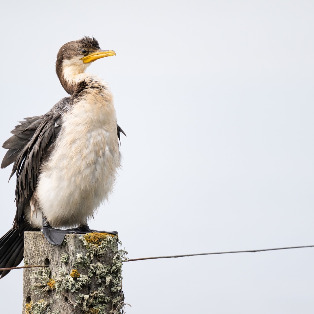 Баклан сидит на столбе у воды