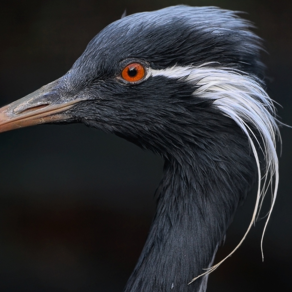 Голова журавля красавка крупным планом