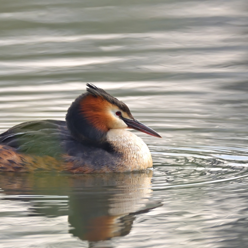Птица хохлатая поганка в воде