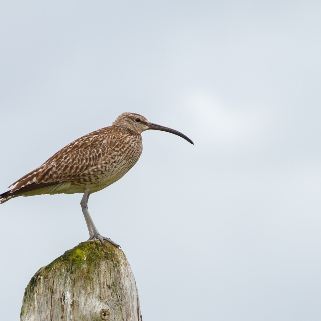 Птица кроншнеп с длинным острым клювом