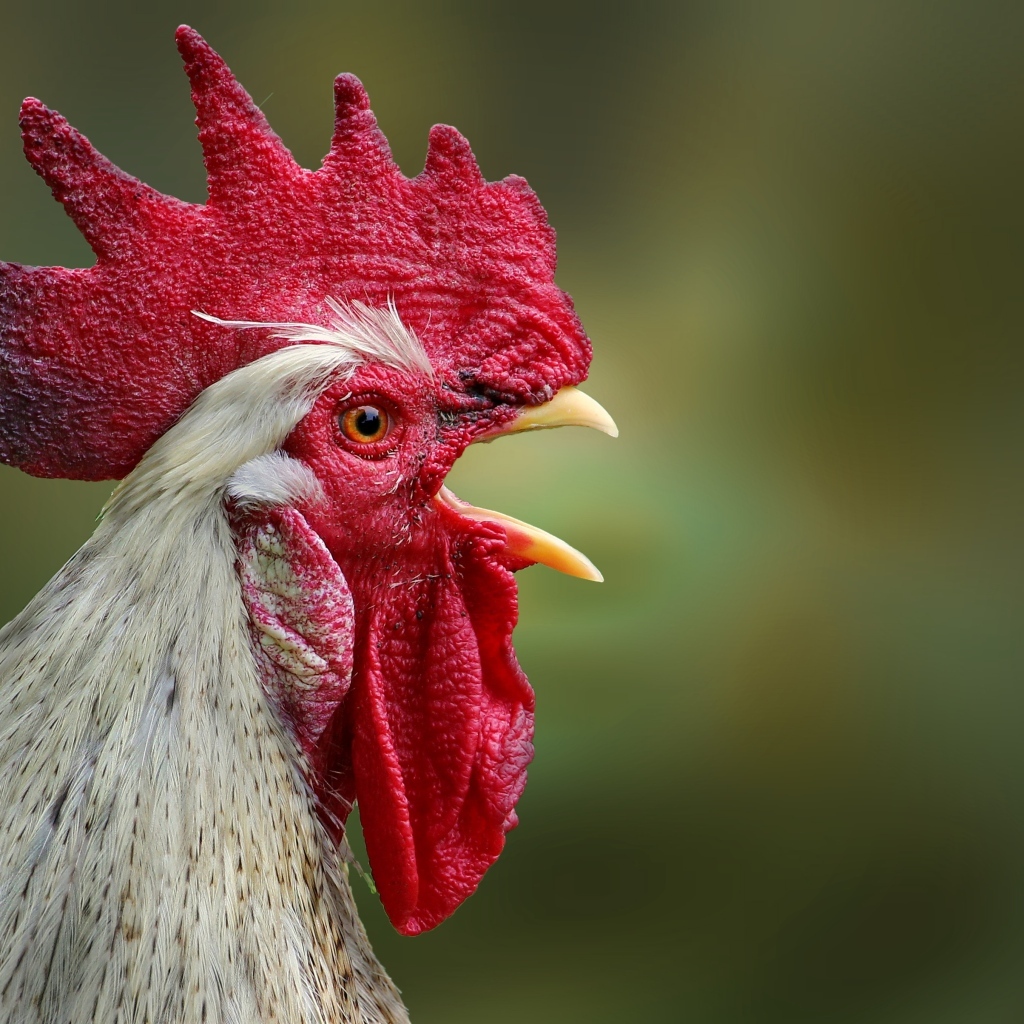 Домашний петух с открытым клювом