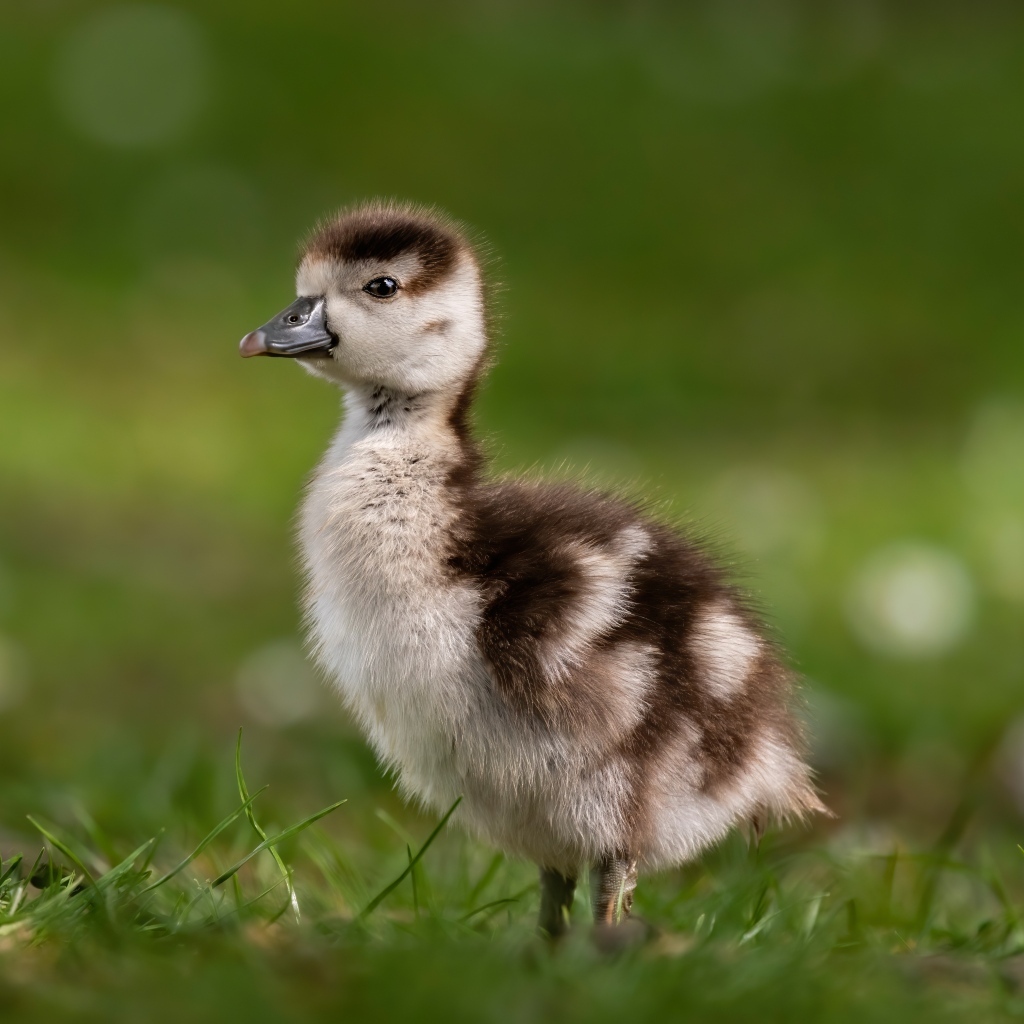 Утенок стоит в зеленой траве