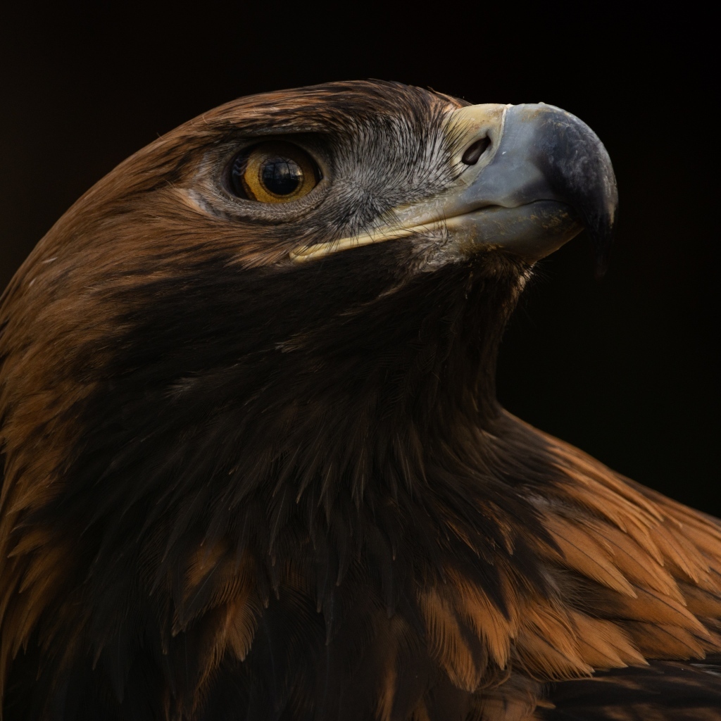 Голова орла на черном фоне