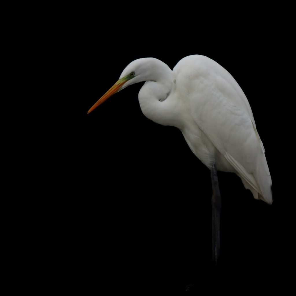 Белая цапля на черном фоне