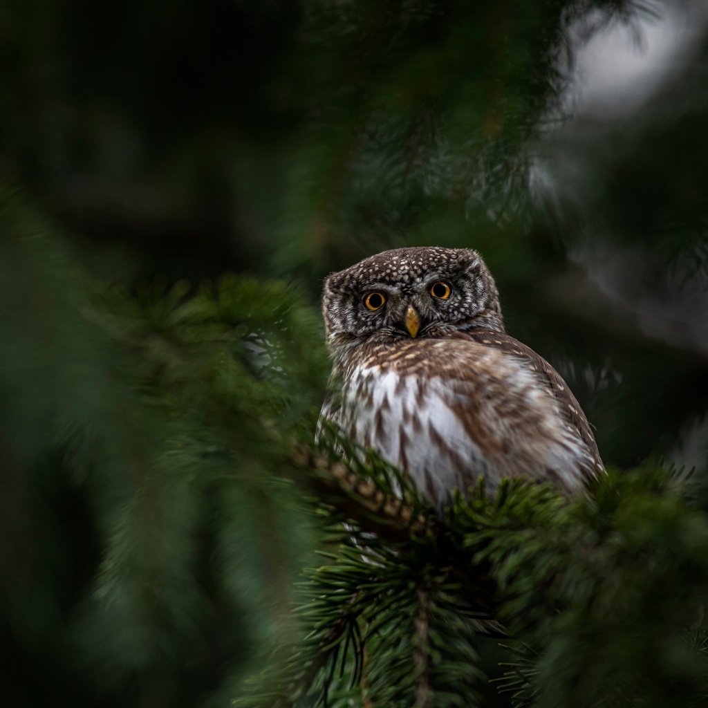 Евразийская карликовая сова сидит на ветке дерева