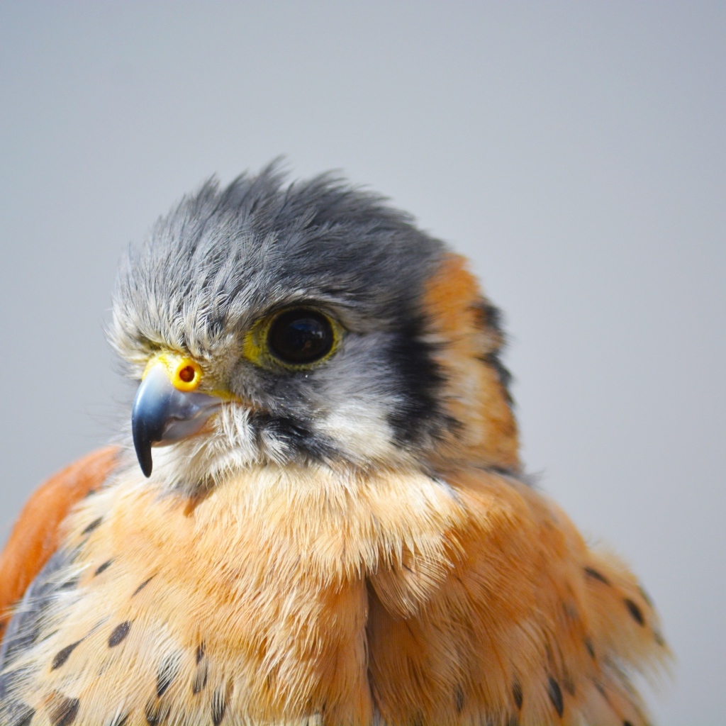 Голова сокола на сером фоне