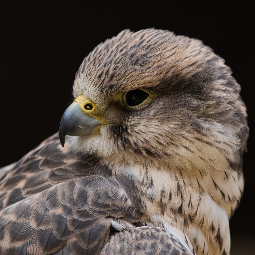 Сокол на черном фоне крупным планом