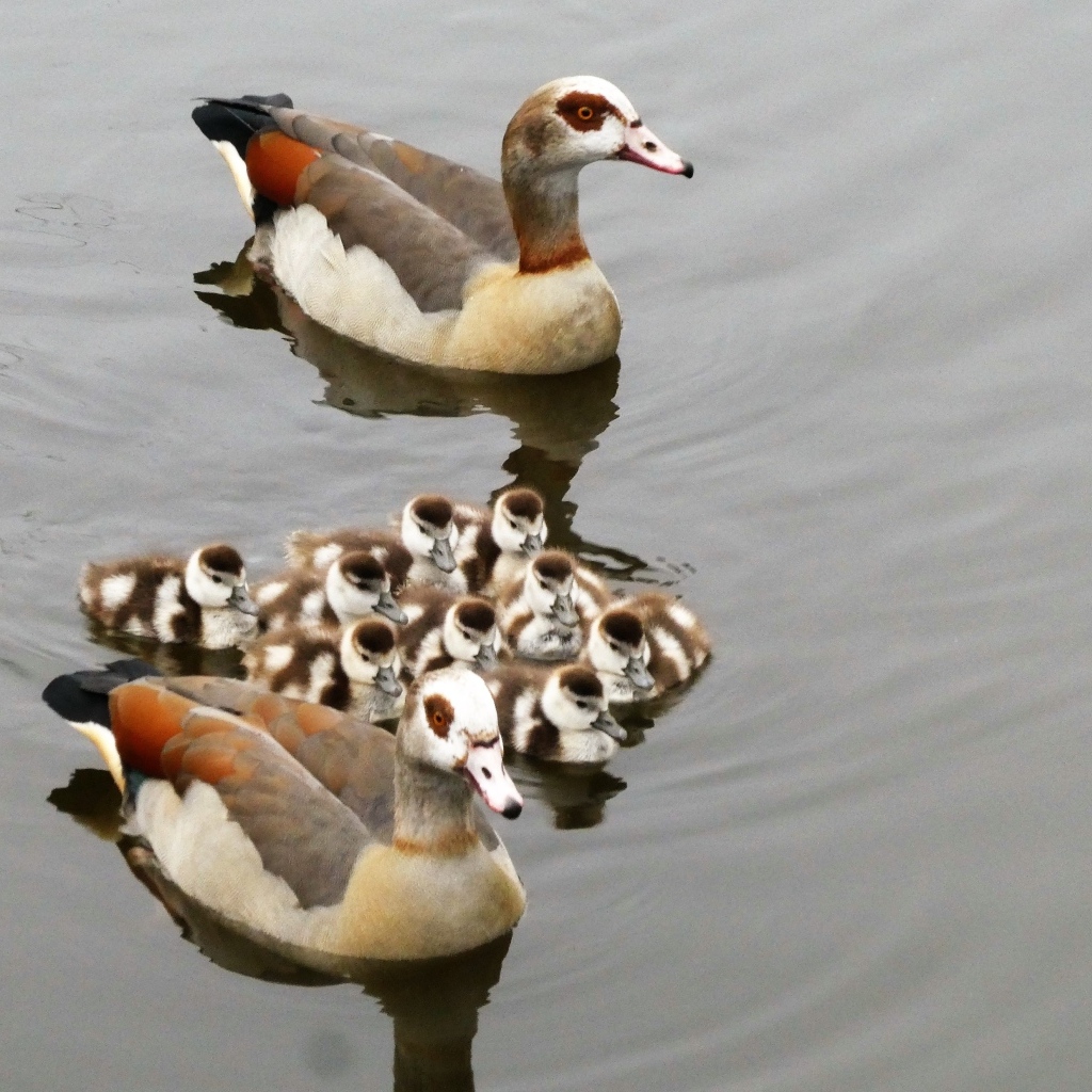 Семья египетских гусей в воде