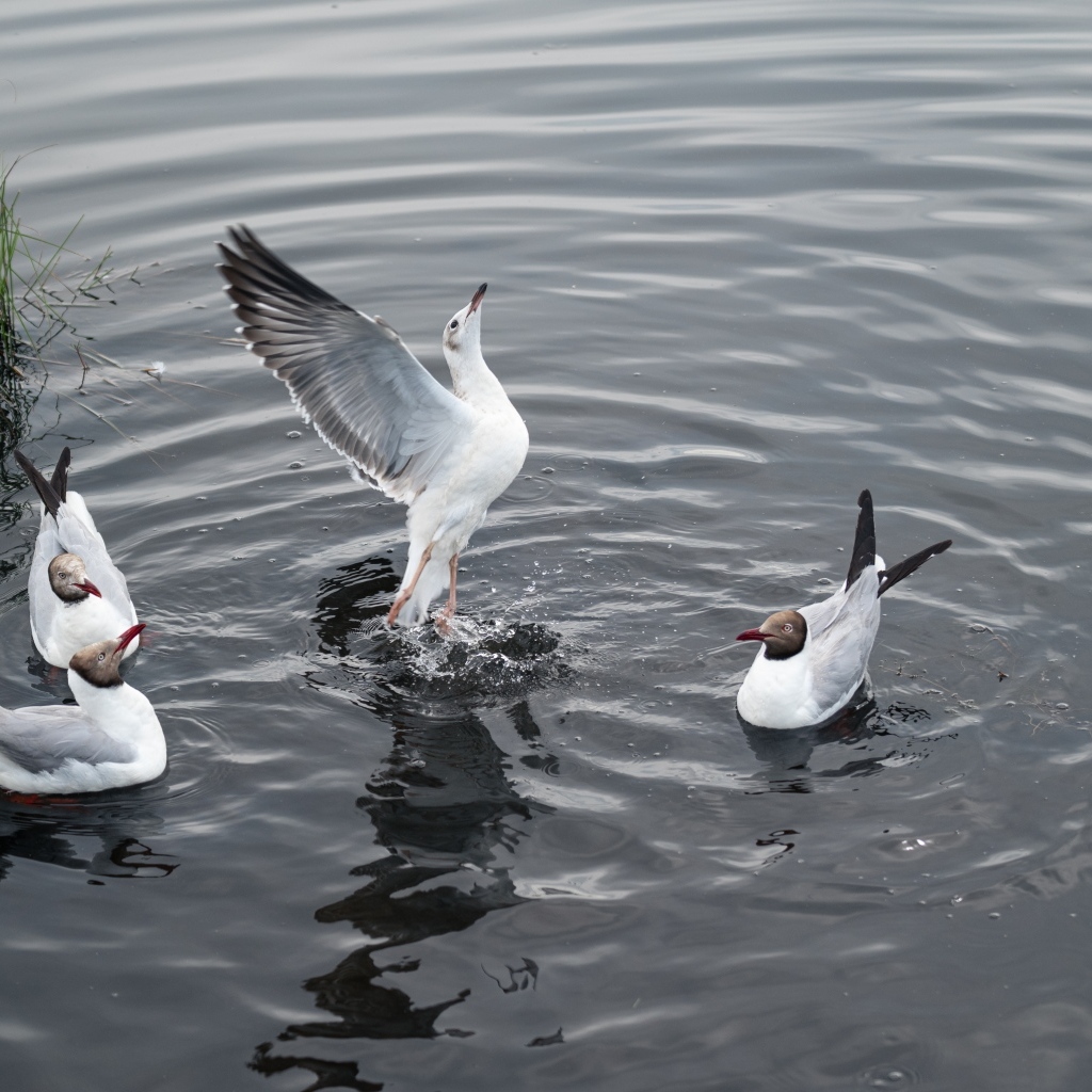 Пять чаек плавают в воде озера
