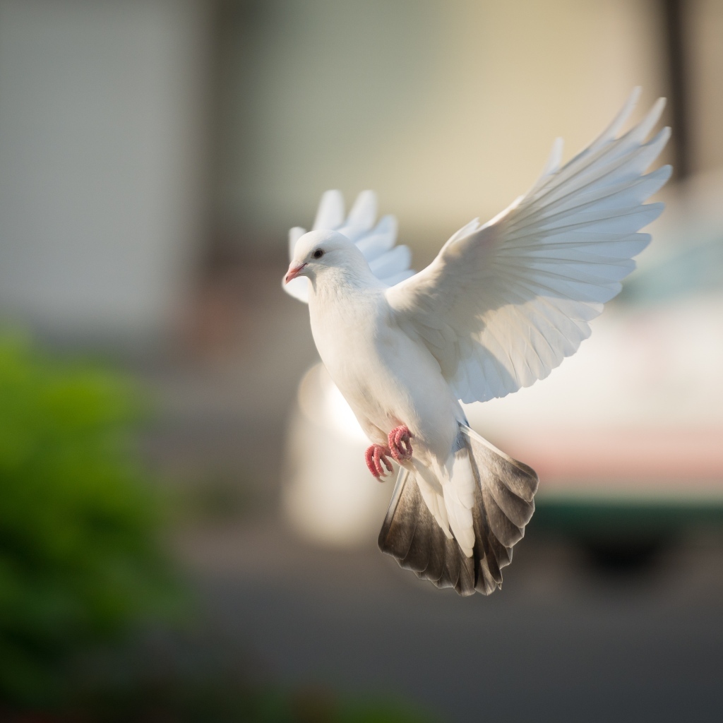 Полет красивого белого голубя