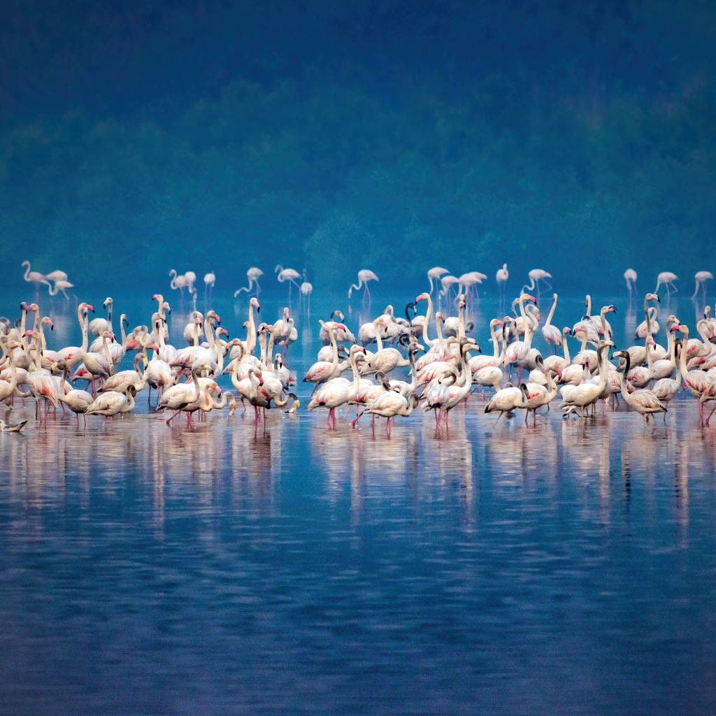 Стая розовых фламинго в воде