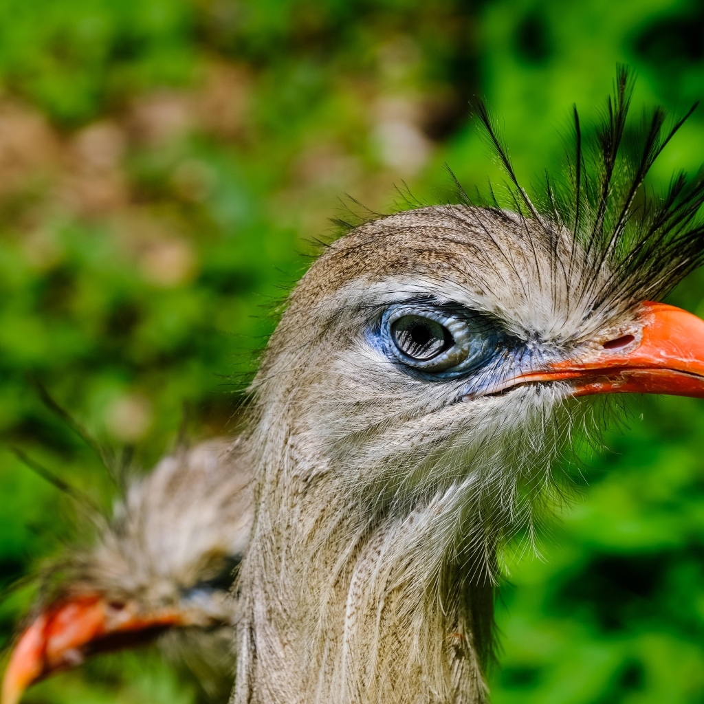 Смешная птица секретарь с острым клювом